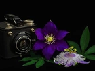 Aparat fotograficzny, Brownie, Fioletowe, Kwiaty, Clematis, Czarne, Tło