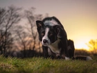 Pies, Border collie, Łąka, Trawa