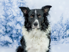 Border collie, Drzewa, Zima