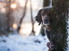 Pies, Mordka, Drzewa, Śnieg