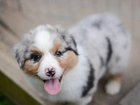 Szczeniak,  Owczarek australijski-australian shepherd