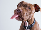 Pit Bull Terrier, Język