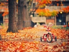 Jesień, Drzewa, Rowerek
