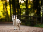 Border collie, Droga