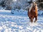 Zima, Koń, Zarośla