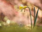 Kwiaty, Narcyz żonkil, Bokeh