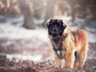 Leonberger, Natura, Rozmyte, Tło