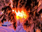 Zima, Ośnieżone Gałęzie, Drzew Promienie, Słońca