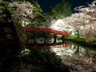 Park, Rzeka, Most, Kwitnące, Drzewa, Wiosna, Japonia