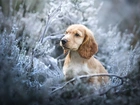 Pies, Cocker spaniel angielski, Szczeniak, Mordka, Rośliny, Gałązki