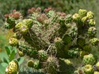 Cylindropuntia, Prolifera