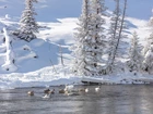 Stany Zjednoczone, Stan Wyoming, Park Narodowy Yellowstone, Rzeka Madison, Łabędzie, Łabędź trębacz, Zima, Drzewa