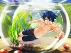 Free! - Iwatobi Swim Club, Nanase Haruka, anime, akwarium