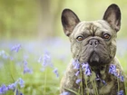 Pies, Buldog francuski, Kwiaty, Cebulica