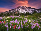 Stany Zjednoczone, Stan Waszyngton, Góry Mount Rainier, Łąka, Łubin