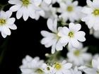 Białe, Drobne, Kwiatki, Rogownica