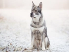 Pies, Szwedzki elkhund, Liście, Śnieg, Rozmyte, Tło