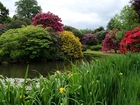 Anglia, Biddulph, Park, Ogród Biddulph Grange, Rośliny, Drzewa, Staw, Kwiaty