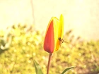 Tulipan, Żółto, Czerwony, Pszczoła