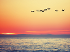 Ptaki, Zachód słońca,  Morze