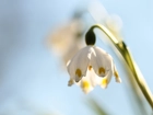 Pochylona, Śnieżyca wiosenna