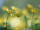 Ziarnopłon wiosenny, Żółte, Kwiaty, Owad