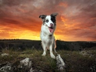 Pies, Border Collie, Zachód słońca, Wzgórze, Trawa