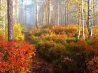 Jesień, Las, Ścieżka, Poranek, Mgła