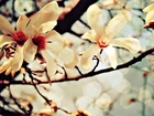 Krzew, Magnolii, Kwiaty