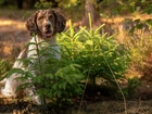 Pies, Springer spaniel angielski, Las, Drzewka, Świerki, Łąka, Kwiaty