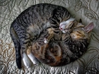 Dwa, Koty, Przytulone, Śpiące