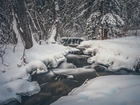 Kanada, Prowincja Alberta, Park Prowincjonalny Big Hill Springs, Las, Strumień, Zima, Śnieg, Drzewa, Rzeka