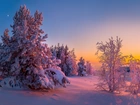 Zima, Śnieg, Zachód słońca, Drzewa