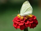 Motyl, Bielinek, Kwiat, Cynia, Czerwony