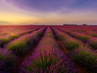 Francja, Valensole, Pole, Lawenda