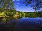 Chorwacja, Park Narodowy Jezior Plitwickich, Jezioro, Drzewa