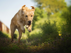 Biegnący, Pies, Labrador Retriever, Rośliny, Kwiatki