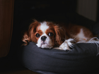 Cavalier king charles spaniel, Puf