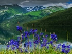 Góry Ałtaj, Jezioro Teleckie, Katuński Państwowy Rezerwat Biosfery, Rosja, Odbicie, Kwiaty