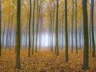 Las, Drzewa, Topole osikowe, Liście, Mgła, Jesień