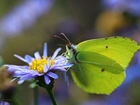 Motyl, Cytrynek, Owad, Kwiat