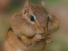 Chipmunk, Portrecik