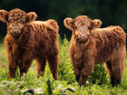 Dwie, Młode, Krówki, Szkocka rasa wyżynna, Highland cattle