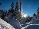 Zima, Drzewa, Śnieg, Promienie słońca