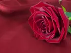 Czerwona, Rozkwinięta, Róża