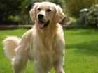 Golden retriever, Trawnik