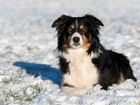 Border collie, Śnieg, Zima