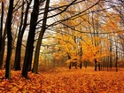 Jesień, Drzewa, Las, Opadłe, Liście
