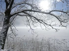 Austria, Karyntia, Alpy Gailtalskie, Jezioro Weißensee, Zima, Ośnieżone, Drzewo