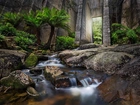 Australia, Tasmania, Tama Mount Paris Dam, Rzeka Cascade River, Roślinność, Palmy, Kamienie, Strumień